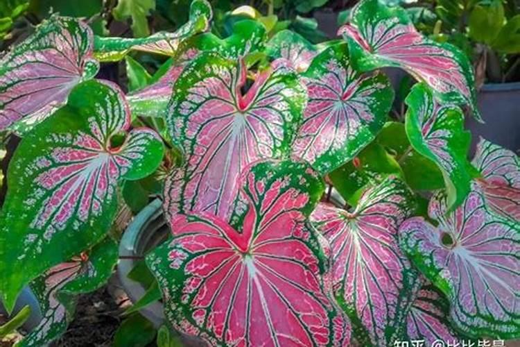 彩叶芋的养殖方法和注意事项