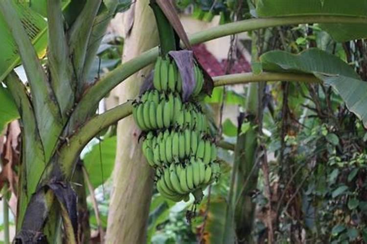 香蕉树冬天浇水的方法 香蕉树冬天怎么浇水