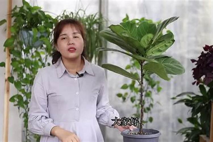 琴叶榕叶子长褐斑和锈斑,难怪会不断掉叶子,想养好真不难