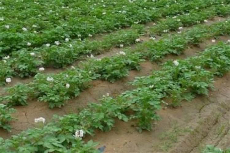 土壤肥料的选择方法 土壤肥料怎么选择