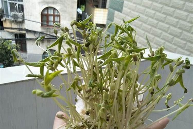 绿豆打什么药能高产和上什么肥料？