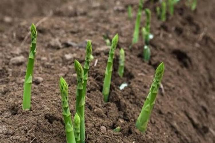 种植芦笋的技术