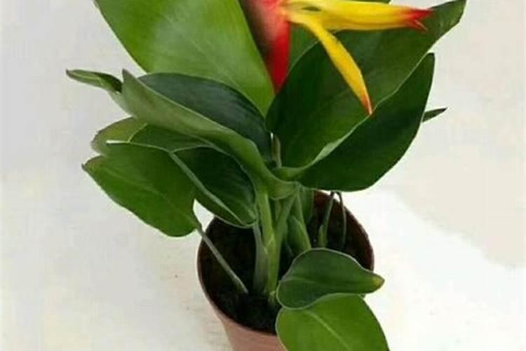 鹤望兰长得难看如何养