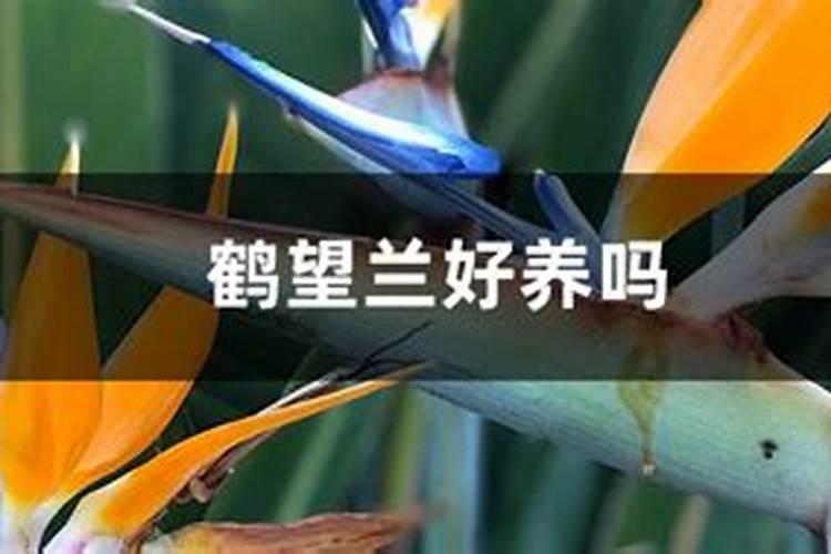 鹤望兰叶子焦黄卷曲开裂