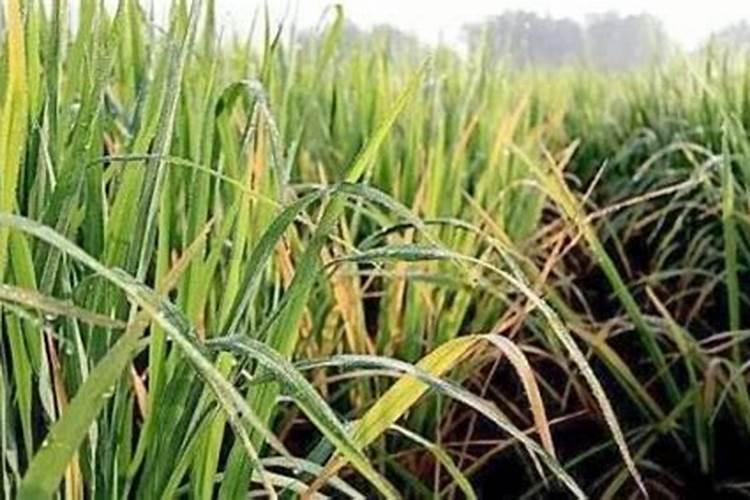 农作物叶子发黄施什么肥