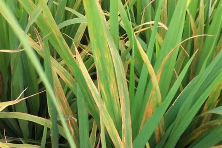 水稻苗出现糊叶子发黄是怎么回事,怎么样才能救回来？