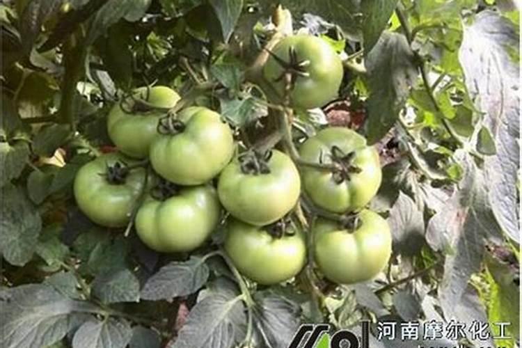 西红柿膨果期用哪种肥料效果好？什么肥可以果实膨大？