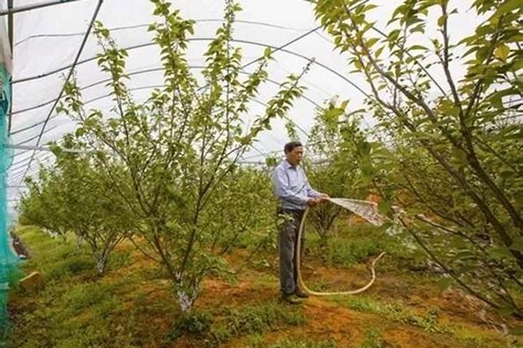 樱桃怎么用肥提高产量？樱桃施哪种肥料效果好？