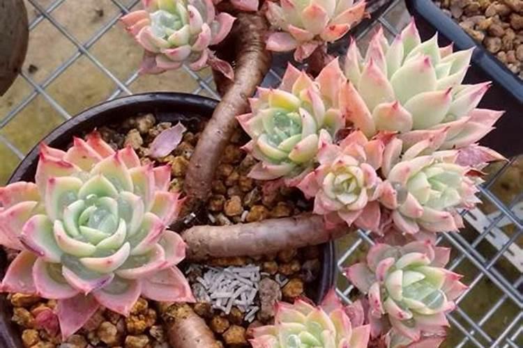 多肉怎样养爆盆快