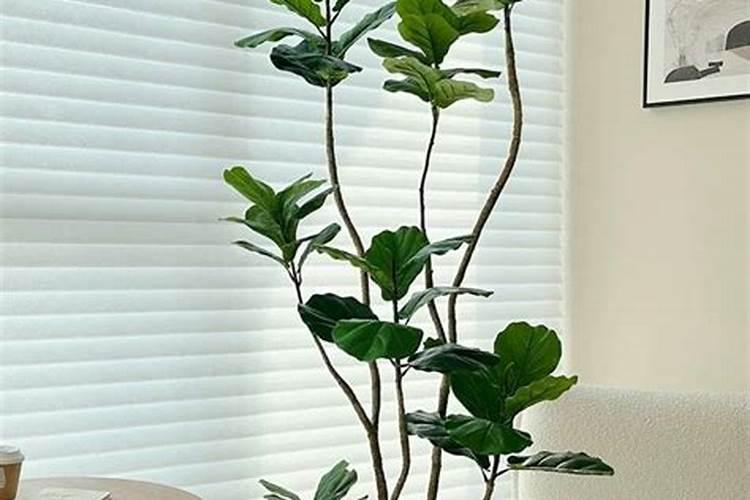 钾肥对哪些花卉好