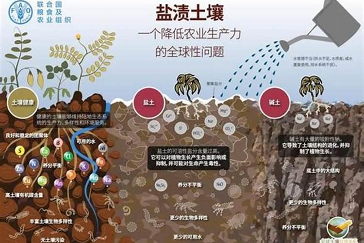 治理土地盐碱化的合理措施