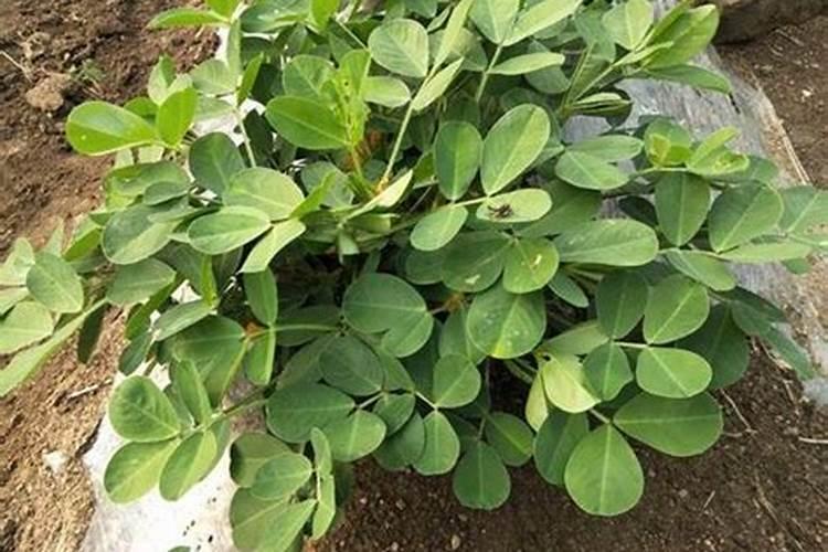 种花生底肥用什么肥 花生需要什么肥料才能高产