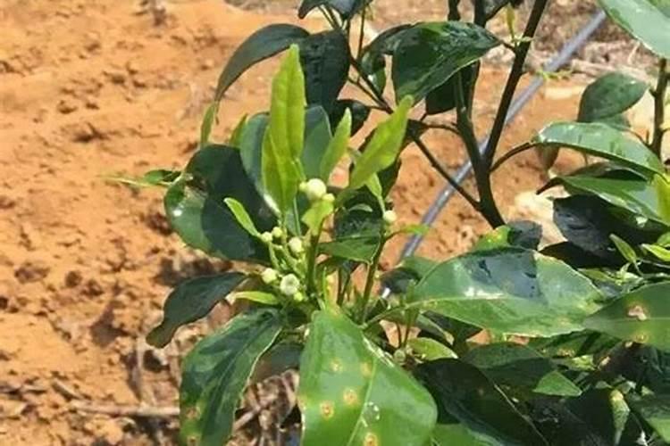 柑橘幼树不抽梢