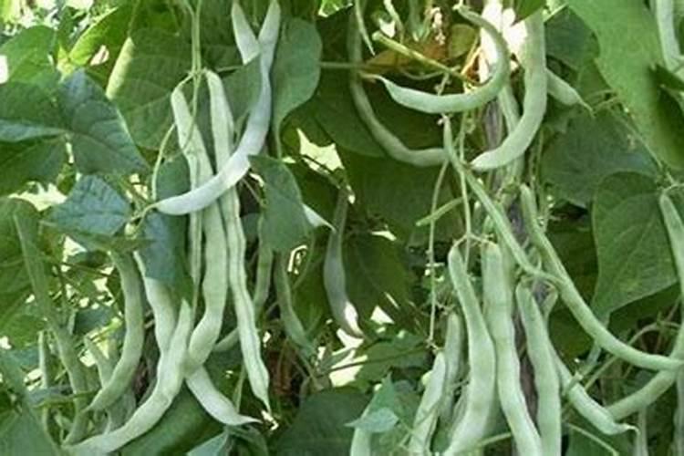 种豆角用什么肥料
