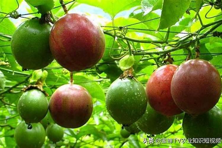 百香果浇什么肥料