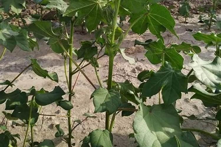 给8月份晚熟富士平果追啥肥苹果长的大