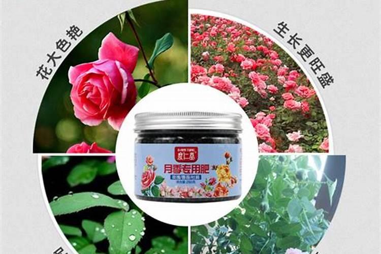 花树长腻虫怎么治