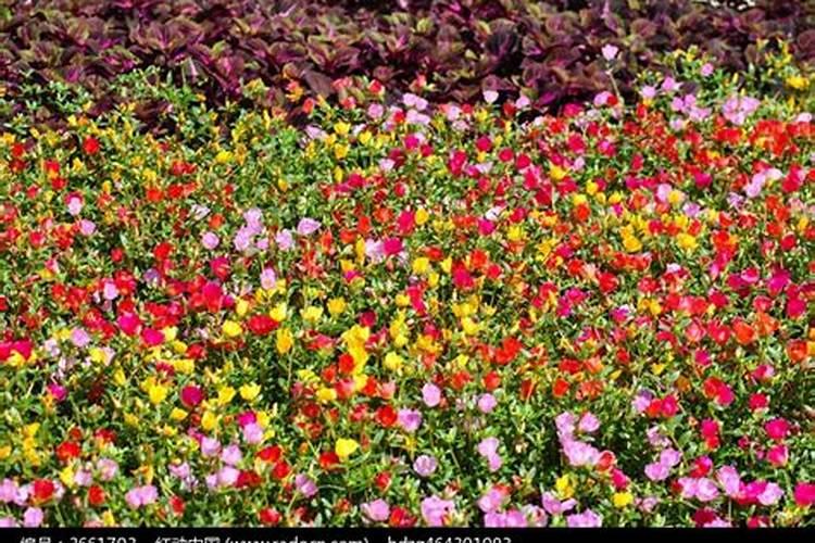 五颜六色的肥料,究竟有没有问题