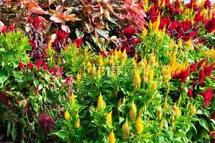 如何养出五颜六色的锦花？知道了这些保养方法保养好就不再是问题了!