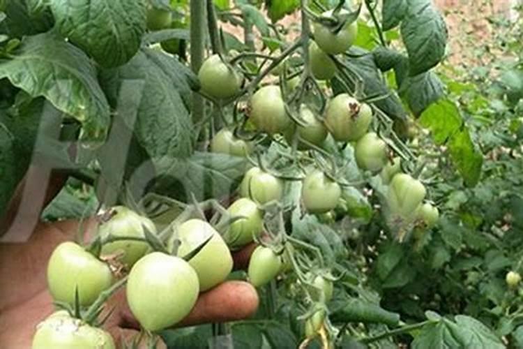 如何挑选、施用“有机质水溶肥”