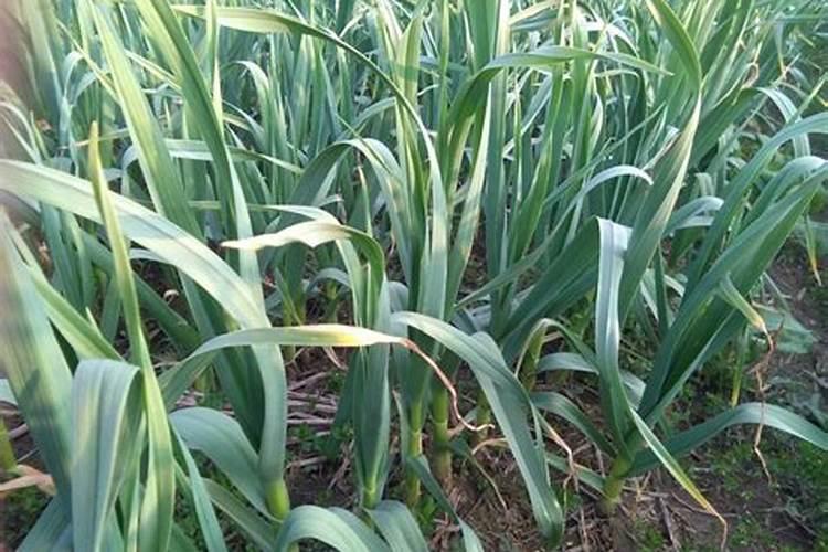蒜苗叶尖发黄怎么办