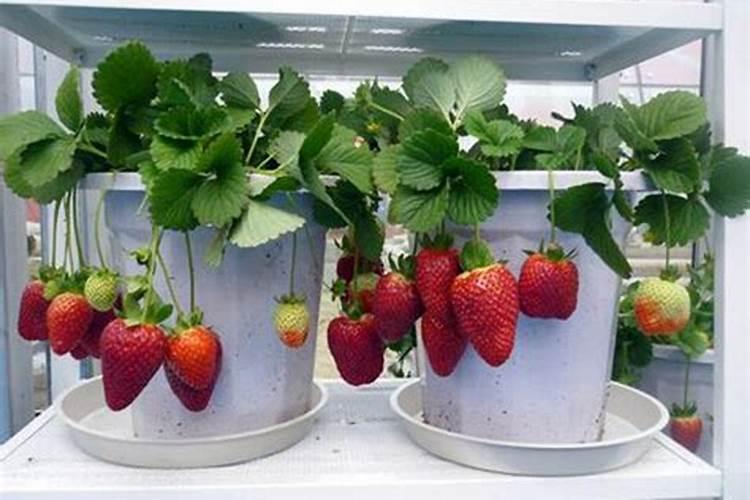 草莓苗种植多久能施肥 草莓苗什么时候施肥