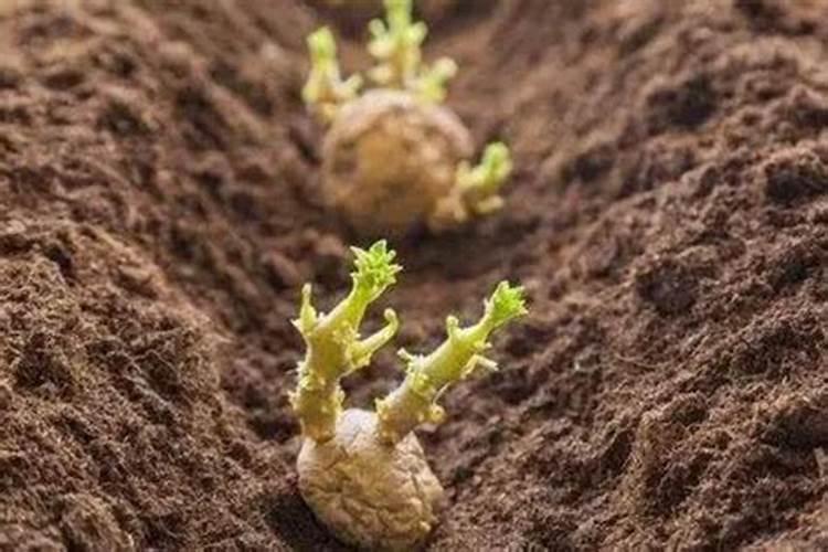 土豆膨大用哪种钾肥好