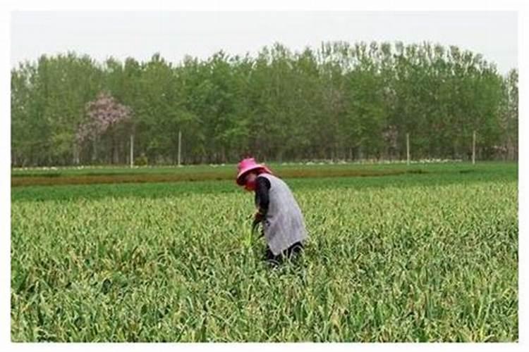 大蒜膨大期用什么肥料