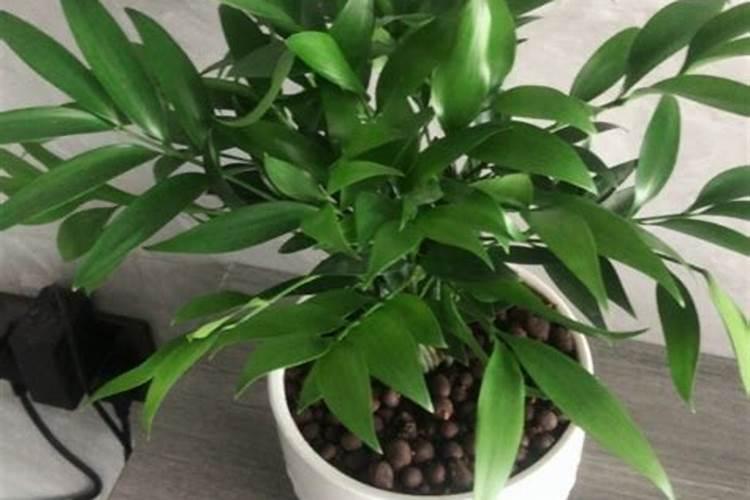 鱼缸草缸用什么灯最好？