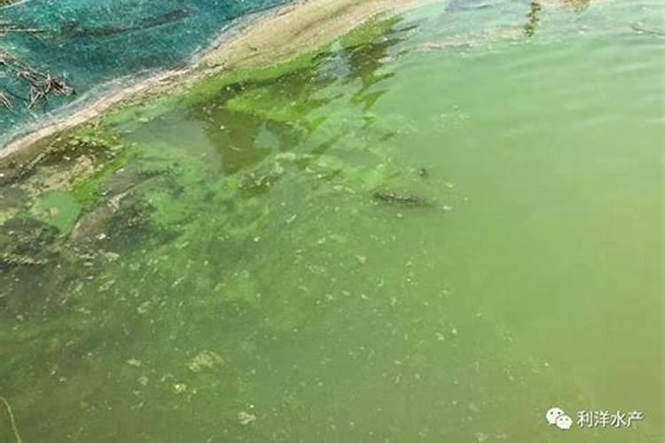 如何杀蓝藻