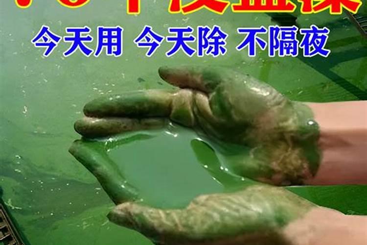 处理蓝藻腐殖酸钠过后需要什么