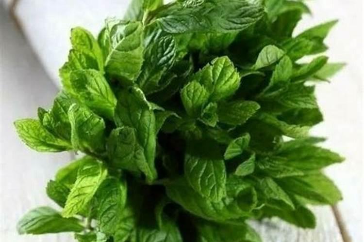 薄荷用什么肥料好