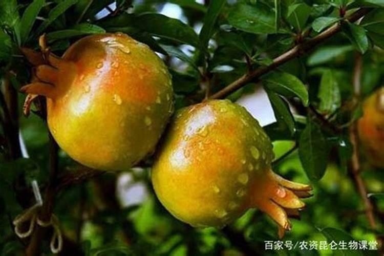 红三角复合肥可以追石榴树吗