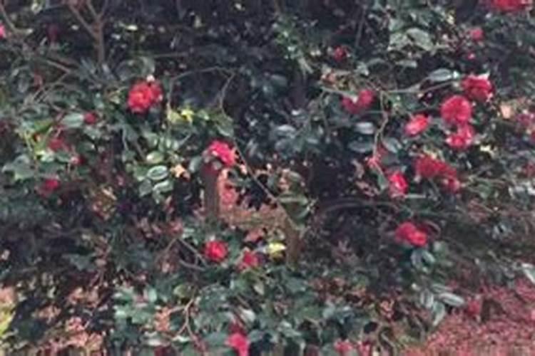 茶花施肥的正确方法