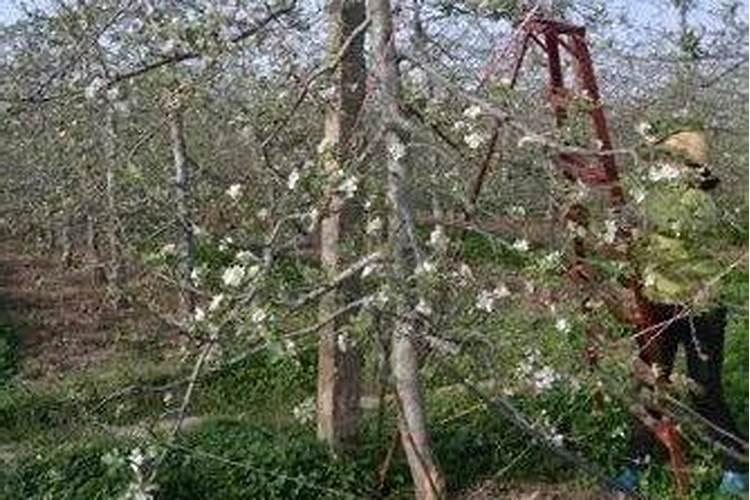 苹果树什么时候施肥好