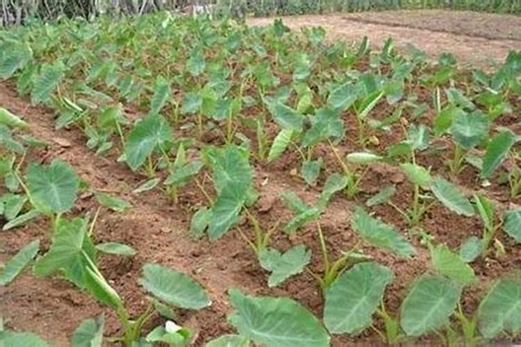 芋头中期施什么化肥