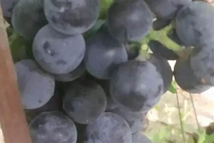 连续使用两次磷酸二氢钾会怎么样