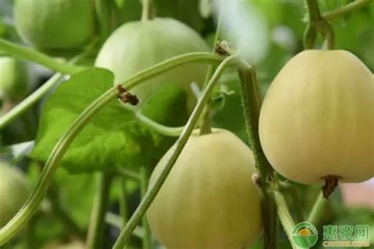 羊角蜜甜瓜能不能喷施叶面肥？