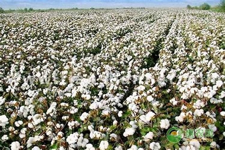 如何给棉花施底肥
