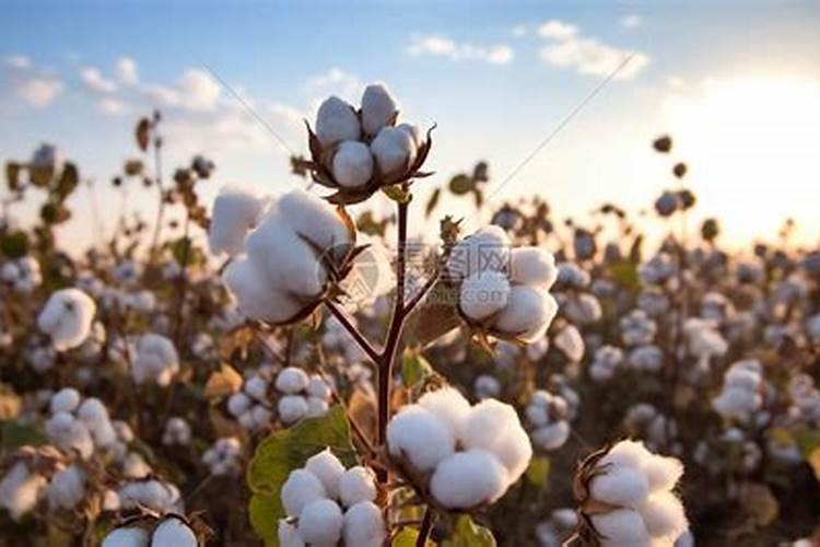 如何给棉花施底肥