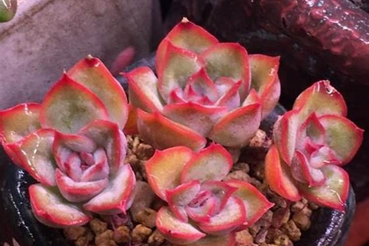 火龙果怎样才能开花结果