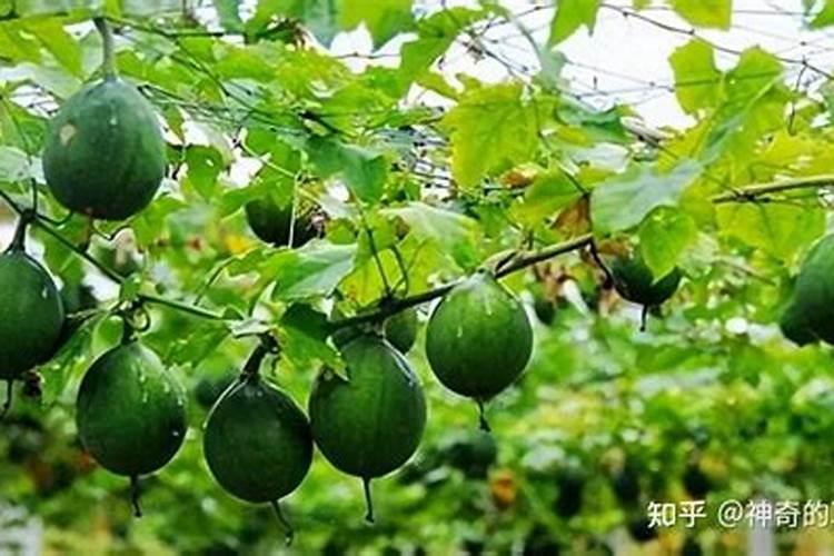 瓜蒌如何施肥