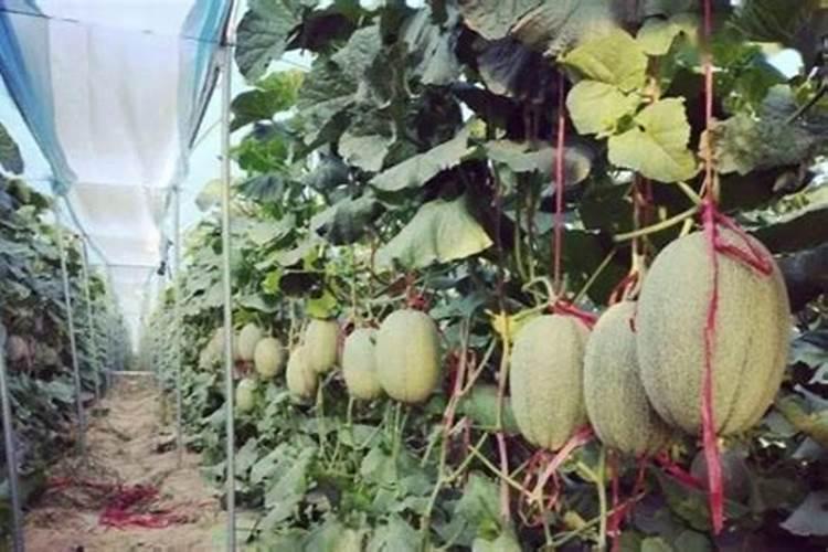 哈密瓜怎么种植方法