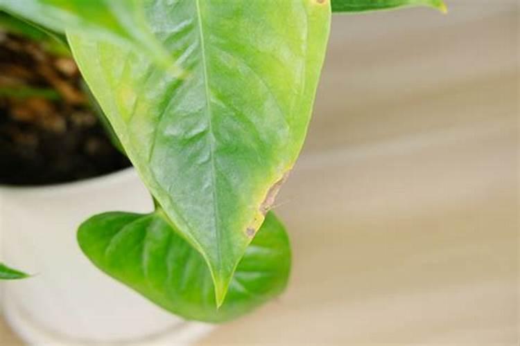 红掌叶子中间干枯发黄怎么办