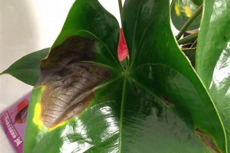 红掌叶子发黄怎么补救