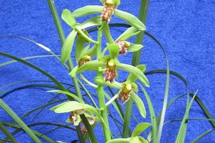 大花蕙兰怎么施肥