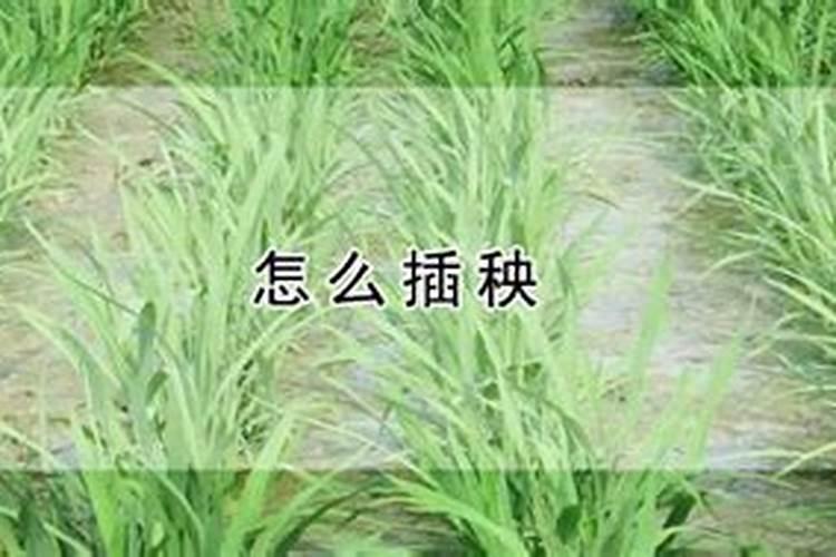 水稻钾肥的正确使用方法