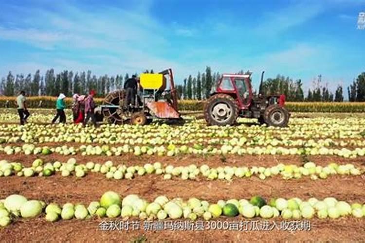 打瓜做瓜时充什么肥好