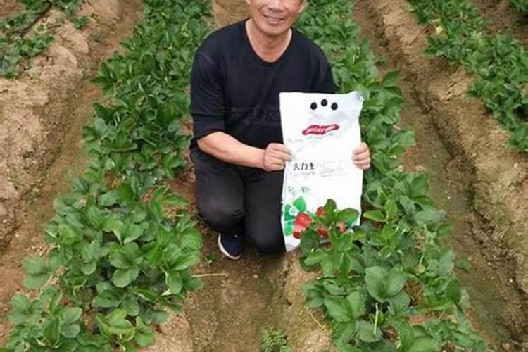 硅肥对草莓喷好还是灌根好