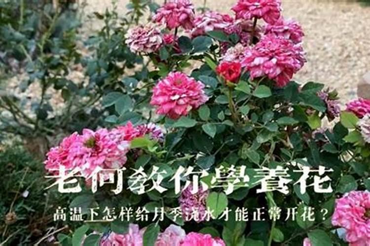 尿素可以浇月季花吗